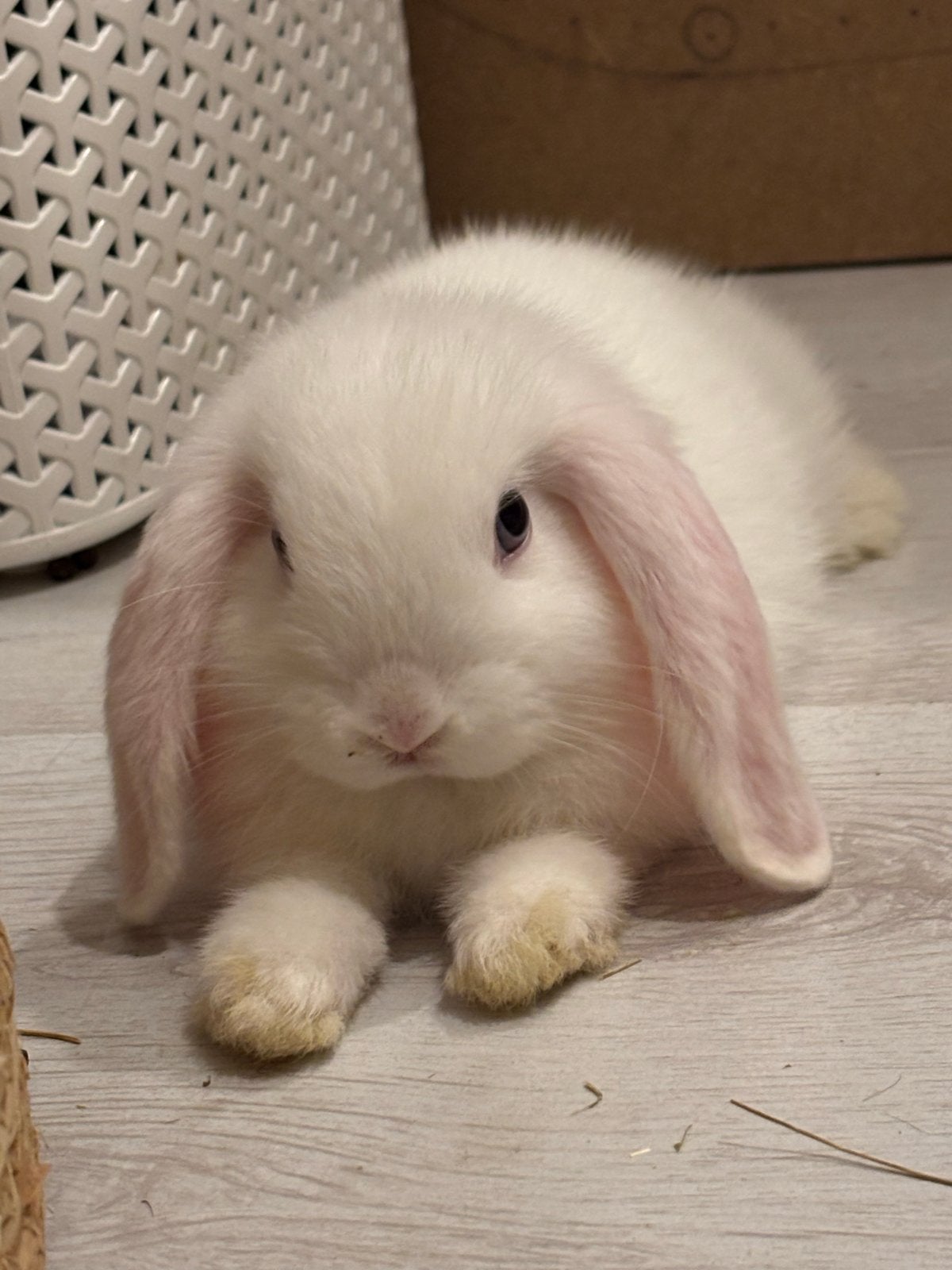 minilop konijntje (mannetje), Dieren en Toebehoren, Mannelijk, Klein, Hangoor, 0 tot 2 jaar