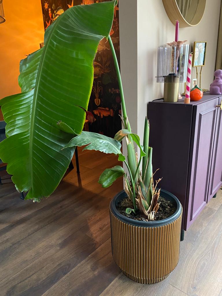 Capi Europe bloempot met Strelitzia Nicolai, Huis en Inrichting, Kamerplanten, Ophalen, Overige soorten, Halfschaduw, In pot