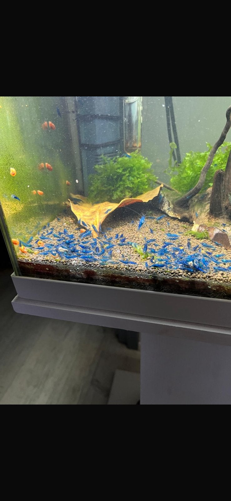 Super blue dream garnalen 🦐 !!, Dieren en Toebehoren, Kreeft, Krab of Garnaal