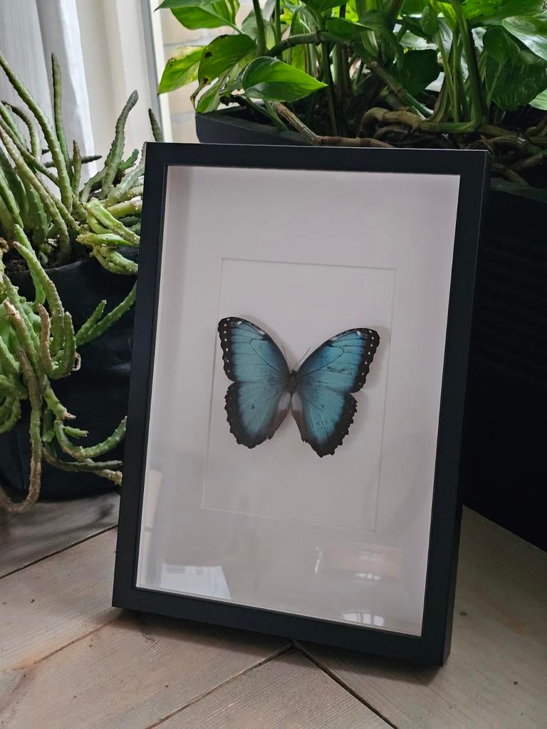 Prachtige vlinder in lijst - Morpho Peleides, Ophalen of Verzenden, Zo goed als nieuw, Minder dan 50 cm, Minder dan 50 cm