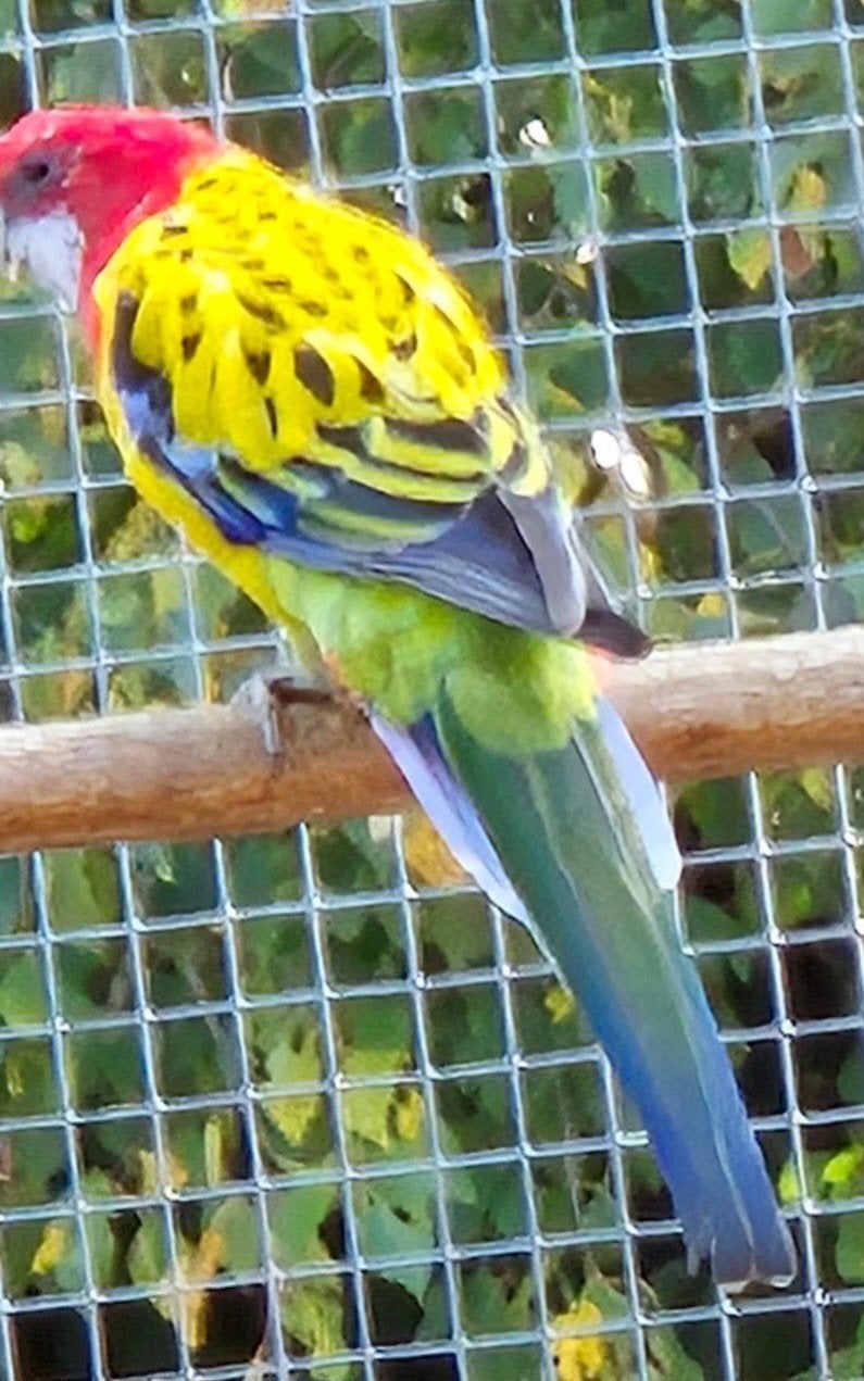 Goudmantel rosella