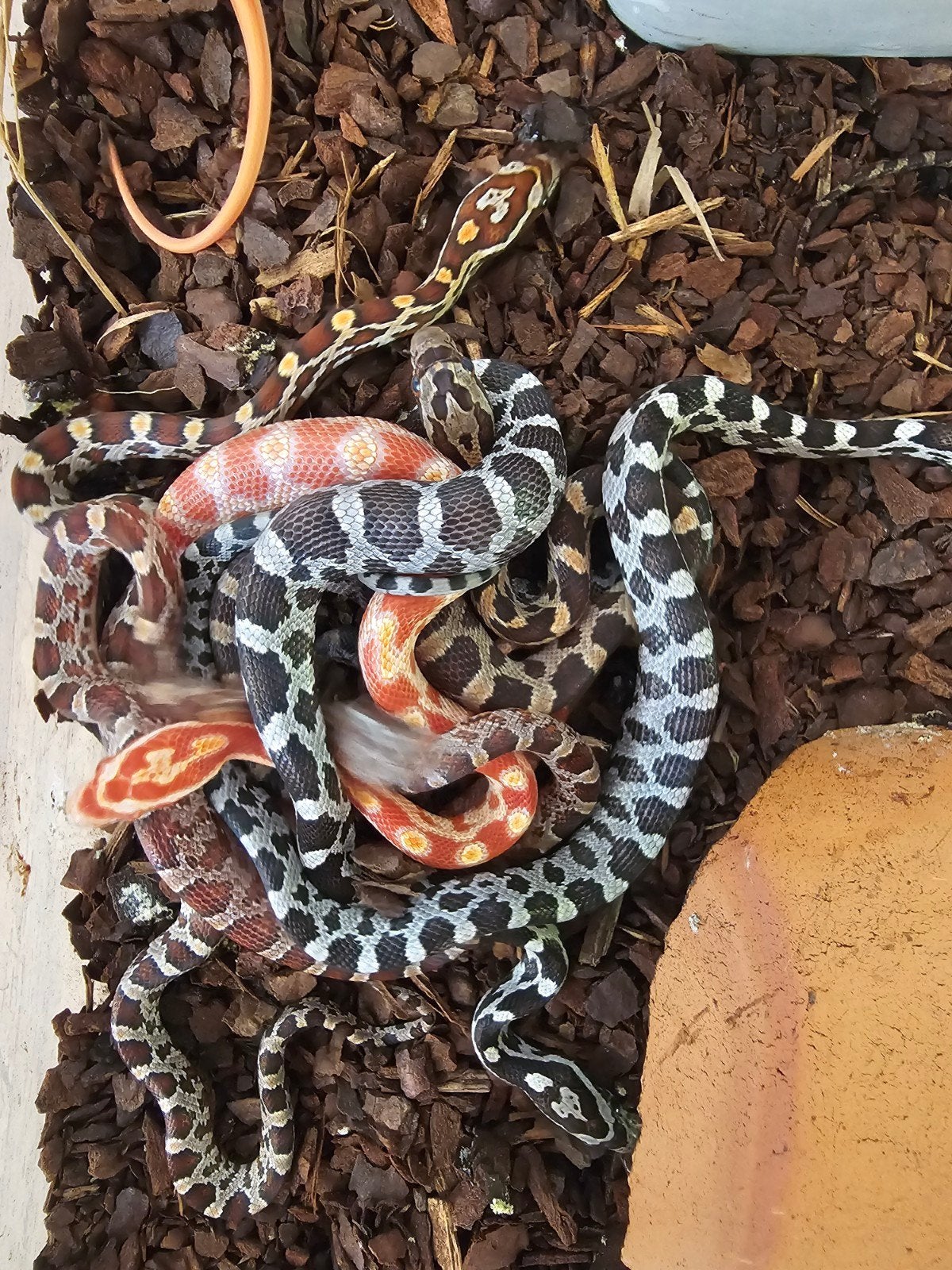 Prachtige jonge rattenslangen, verschillende kleuren Rat Snake - unknown for sale from Simone Stofberg