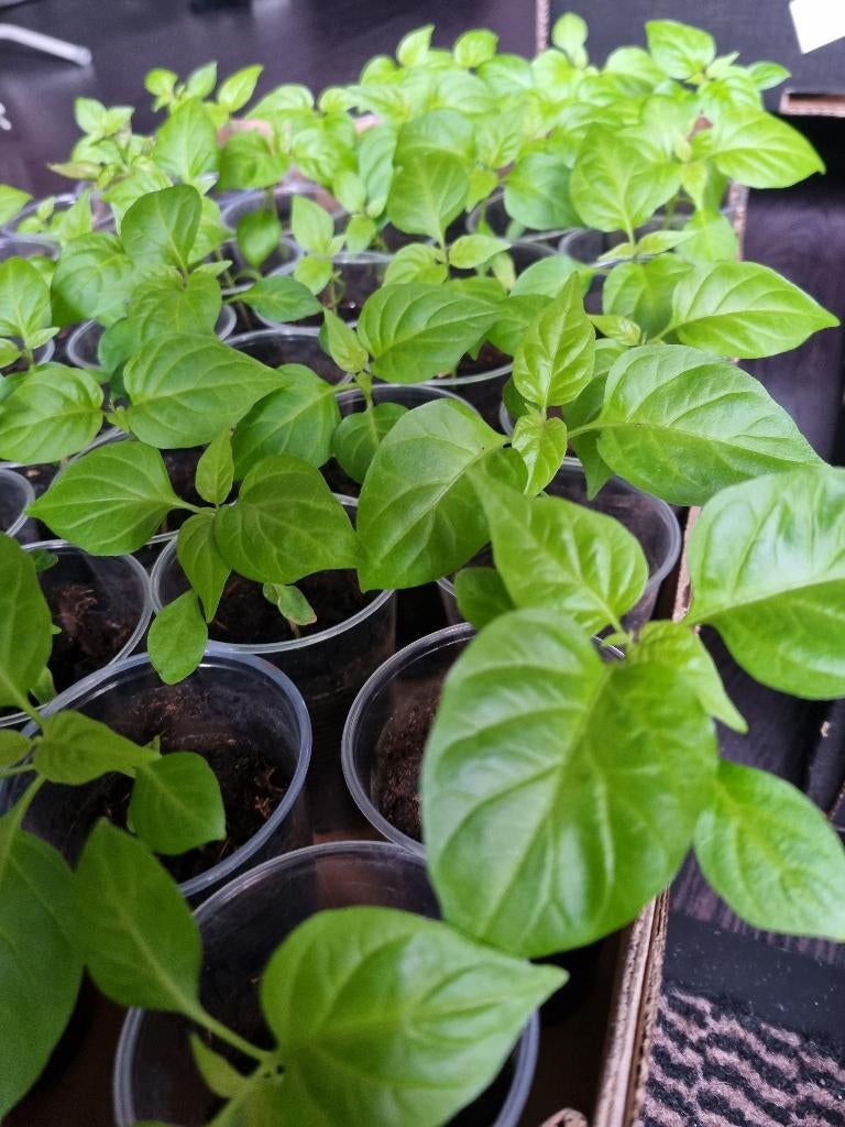 boulanger, antroewa, caroline reaper etc, Tuin en Terras, Planten | Tuinplanten, Eenjarig, Groenteplanten, Volle zon, Zomer, Ophalen of Verzenden