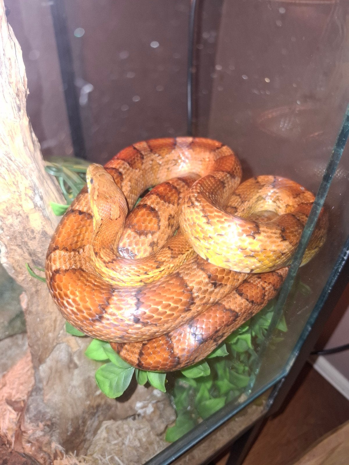 terrarium / 2 slangen / toebehoren, Slang, Met terrarium, 7 tot 10 jaar