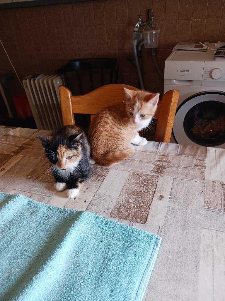 Kittens te koop, Meerdere dieren, Ontwormd