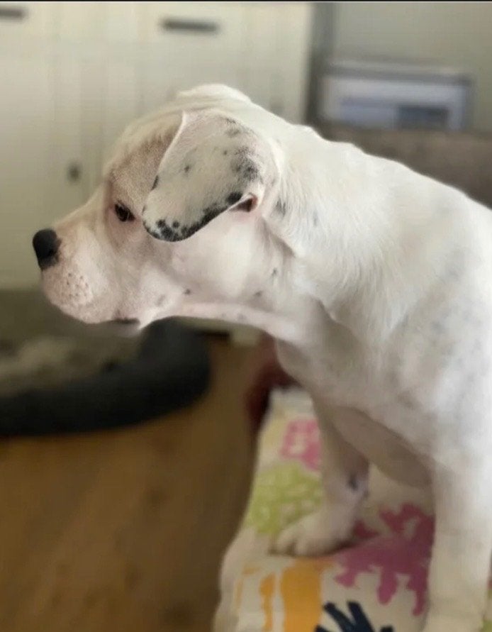 Prachtige Amerikaanse bully klein formaat, 1 tot 2 jaar, Teef, Parvo, Bulldog