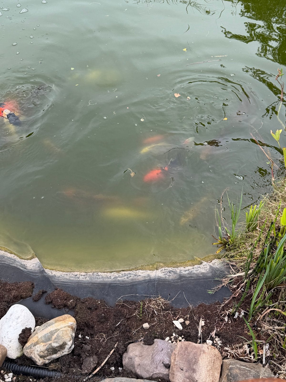 Koivissen, Dieren en Toebehoren, Vissen | Vijvervissen, Karper of Koi