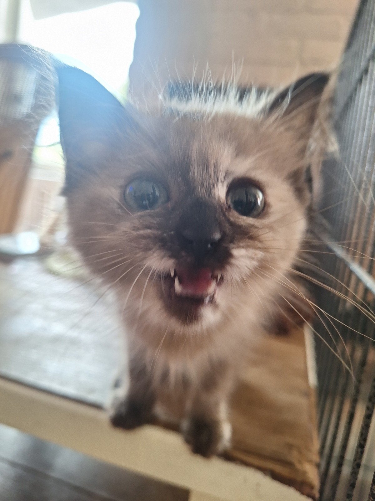 Nog een prachtige Ragdoll dame uit geteste ouders, Dieren en Toebehoren, Katten en Kittens | Raskatten | Langhaar, Poes, Gechipt
