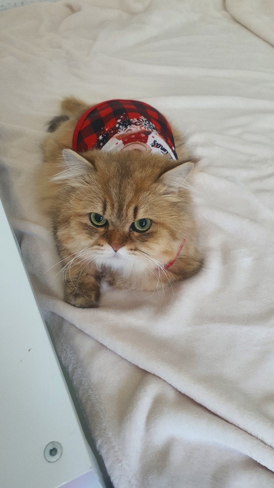 Beautiful British Longhair Gold Male Cat for Sale – Simba, Kater