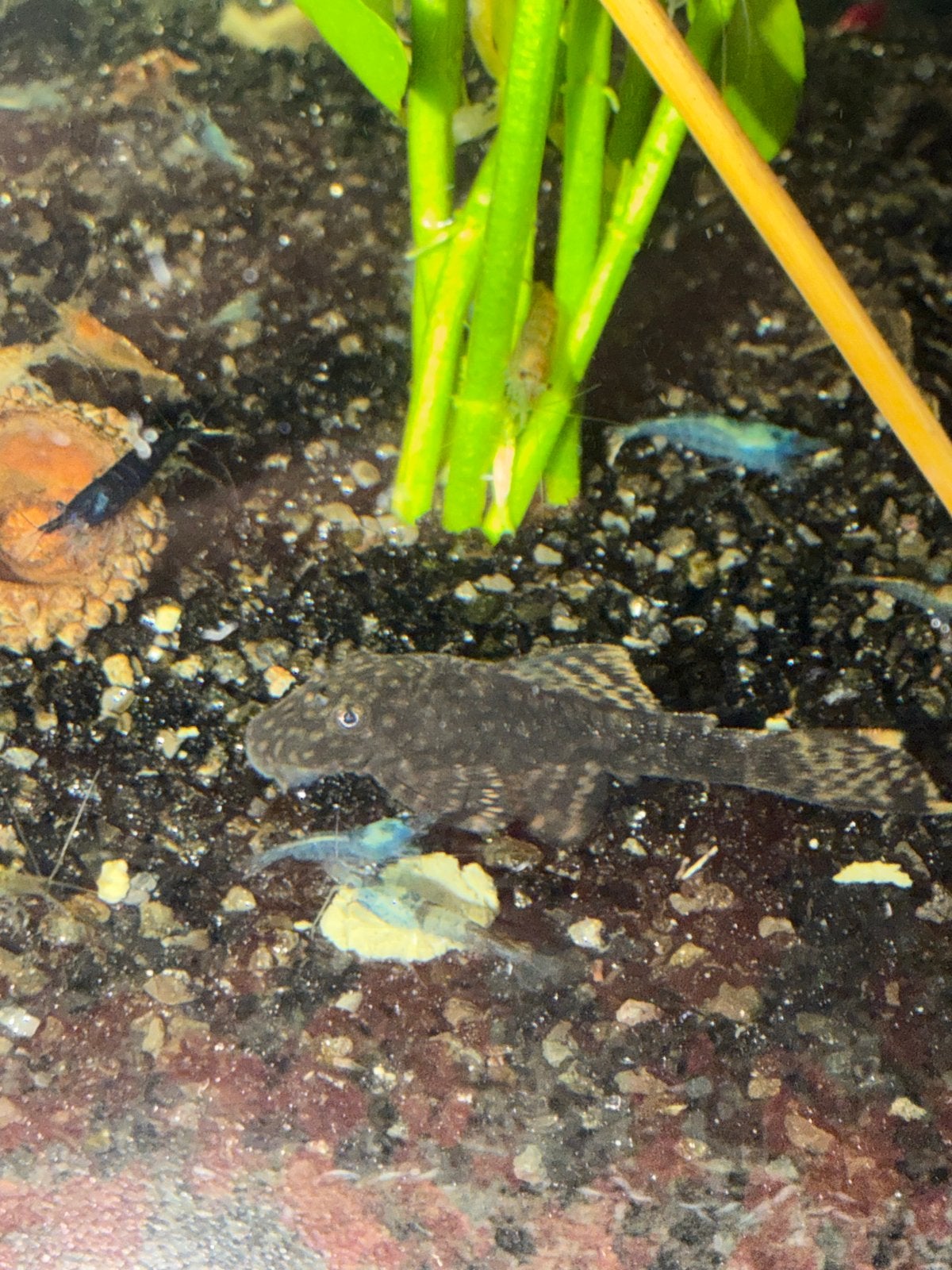 Jonge borstelneus algeneters, Dieren en Toebehoren, Vissen | Aquariumvissen, Vis