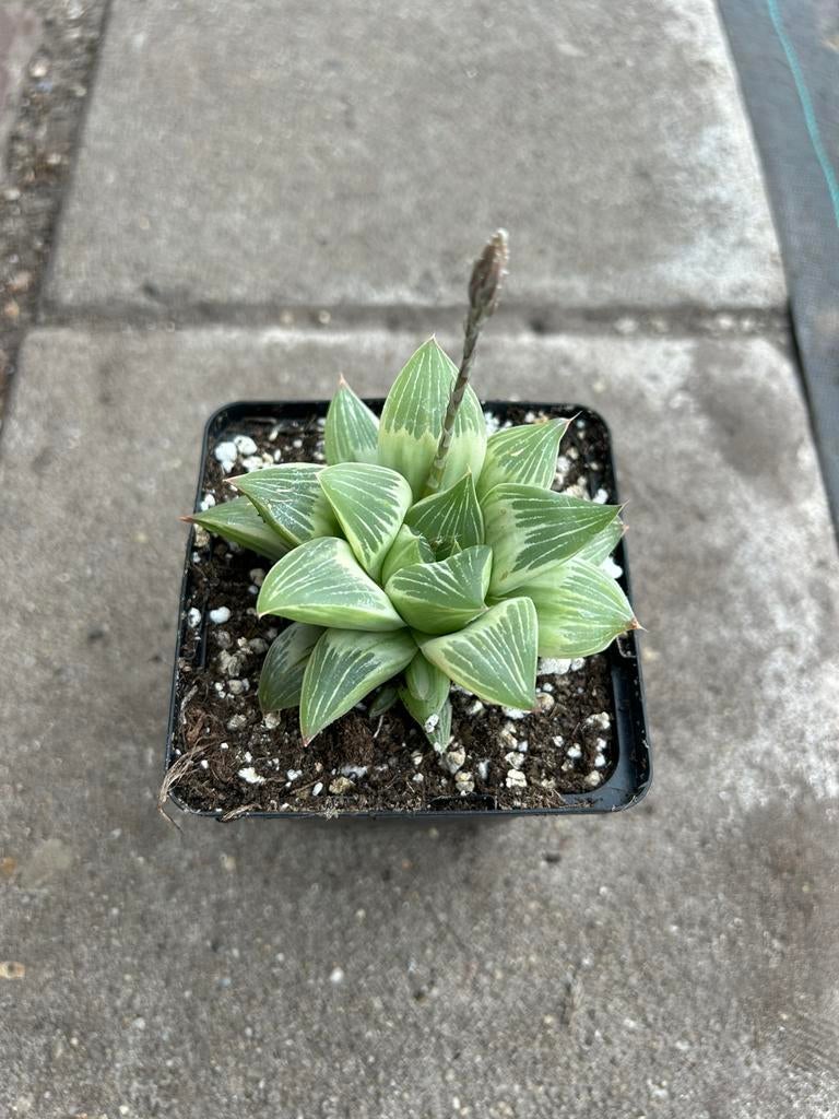 Vetplant - Haworthia retusa “milkey way”, Ophalen of Verzenden, Vaste plant, Overige soorten, Halfschaduw