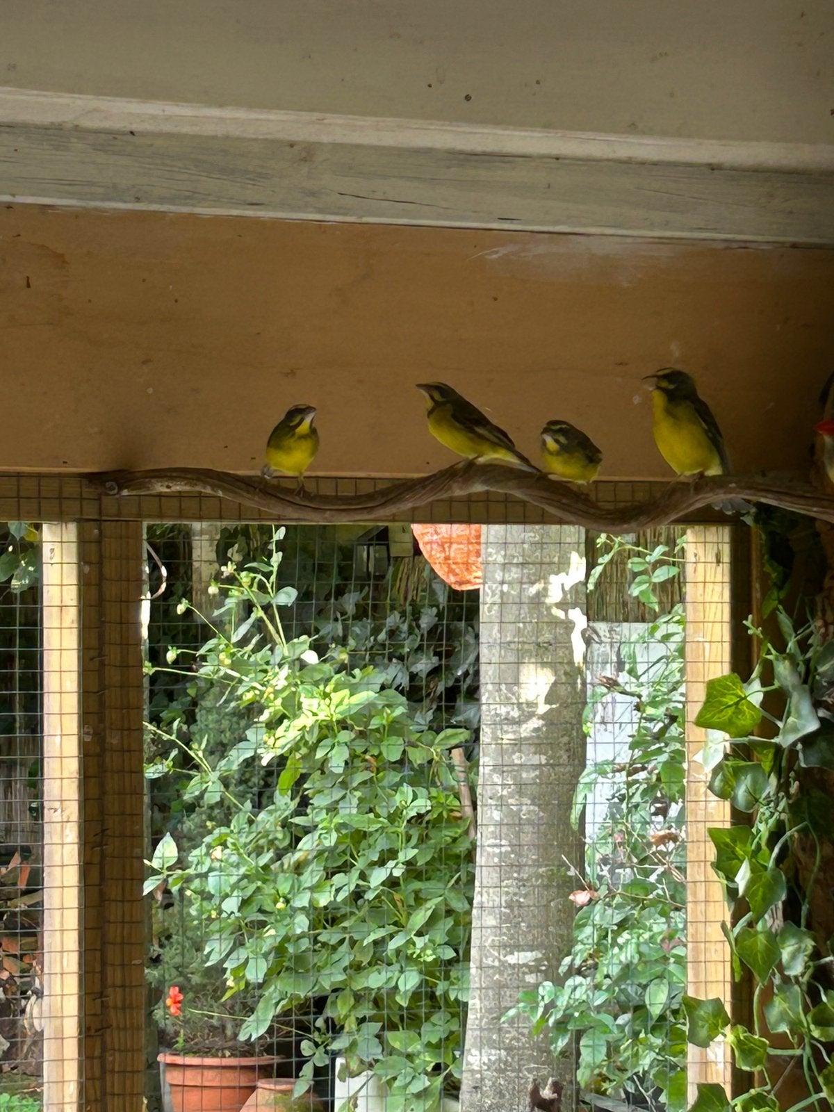 Mozambique sijzen, Meerdere dieren, Parkiet