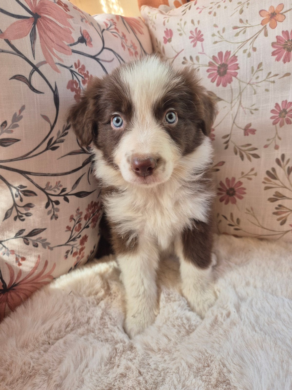 Super leuke Border collie x Australian shepherd pups, Dieren en Toebehoren, Parvo, 8 tot 15 weken, Meerdere, Meerdere dieren