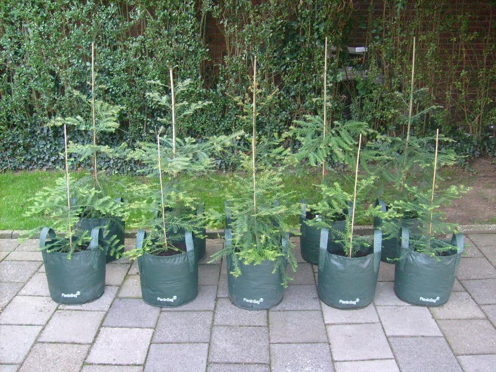 Sequoia sempervirens hoogste boom ter wereld: 115 meter hoog, Bloeit niet, Halfschaduw, Overige soorten, 100 tot 250 cm