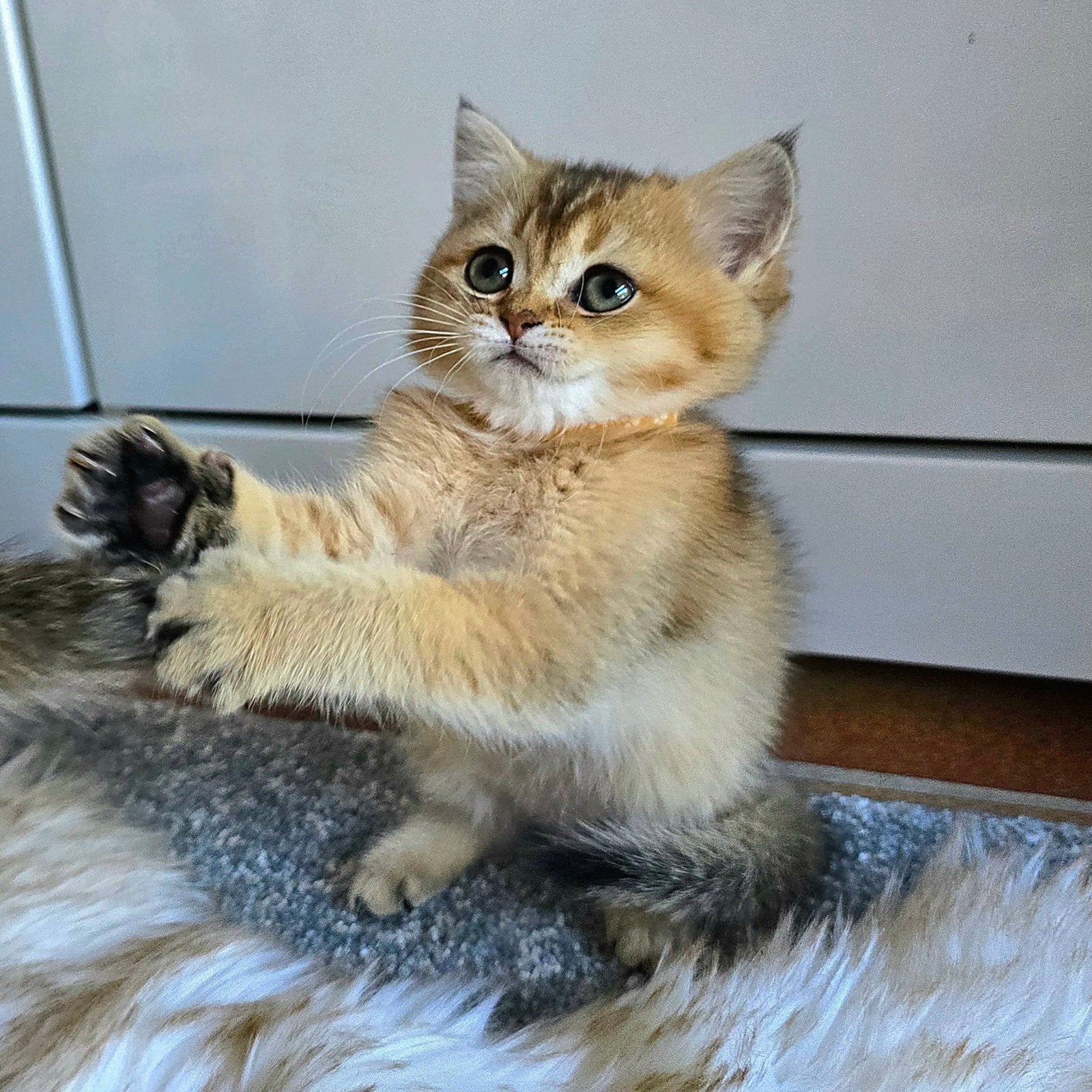 ​Raszuivere Britse Korthaar kittens, gevaccineerd, gechipt, Meerdere dieren, Gechipt