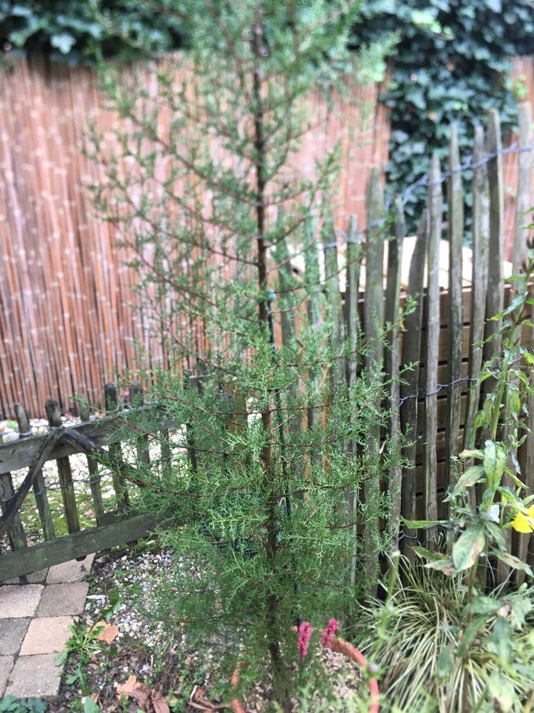 Cypres boompje(s), Volle zon, Vaste plant, Zomer, Ophalen