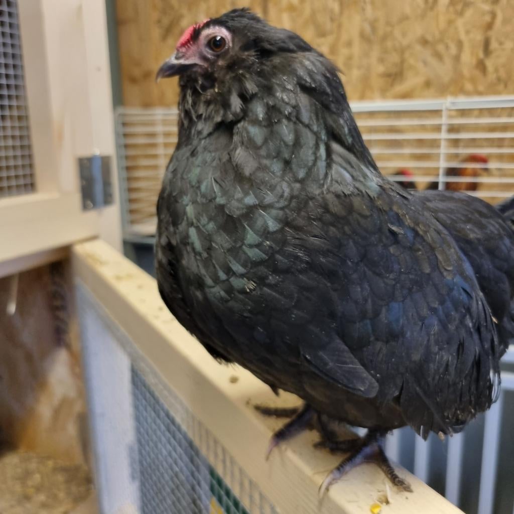 Broedeieren van de antwerpse baardkriel zwarte, Dieren en Toebehoren, Geslacht onbekend, Kip