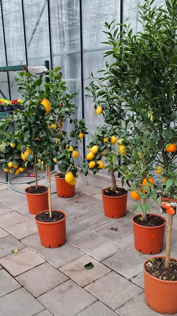 Citrus lemon citroen met vruchten er aan., Tuin en Terras, Planten | Bomen, Overige soorten, Minder dan 100 cm, Zomer, Ophalen