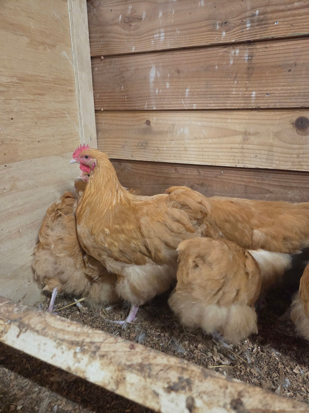 mooie orpington buff haan, Dieren en Toebehoren, Mannelijk, Kip