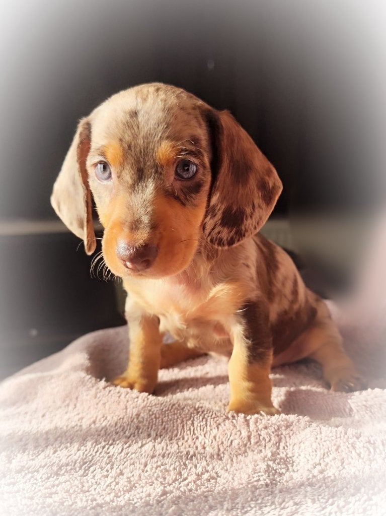 Zeer mooie dwergteckel pups, Dieren en Toebehoren, Honden | Teckels en Dashonden, Parvo, België, Particulier, 8 tot 15 weken
