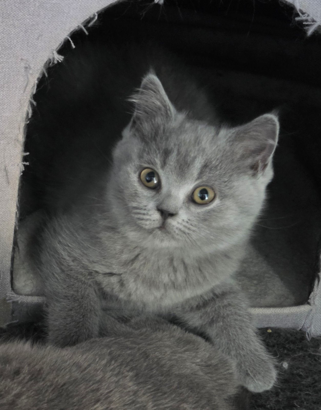 britse korthaar kittens, Meerdere dieren, Ontwormd, 0 tot 2 jaar