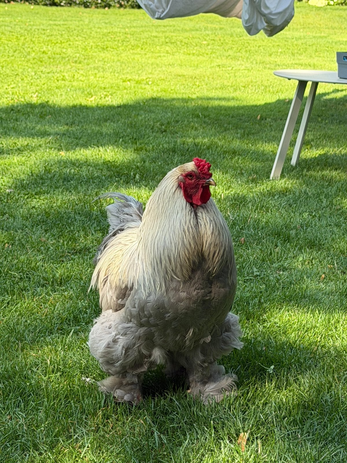 Brahma haan en 2 brahma hennen, Meerdere dieren, Kip