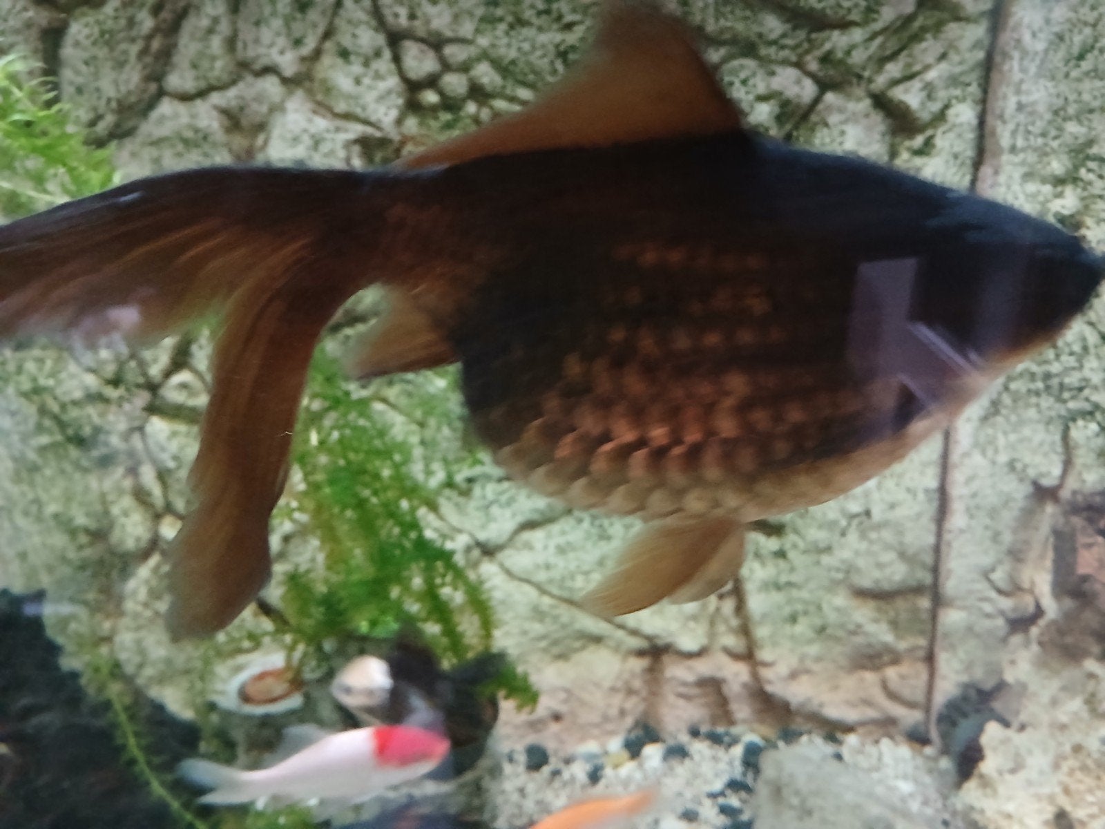 grote sluierstaart, Dieren en Toebehoren, Vis