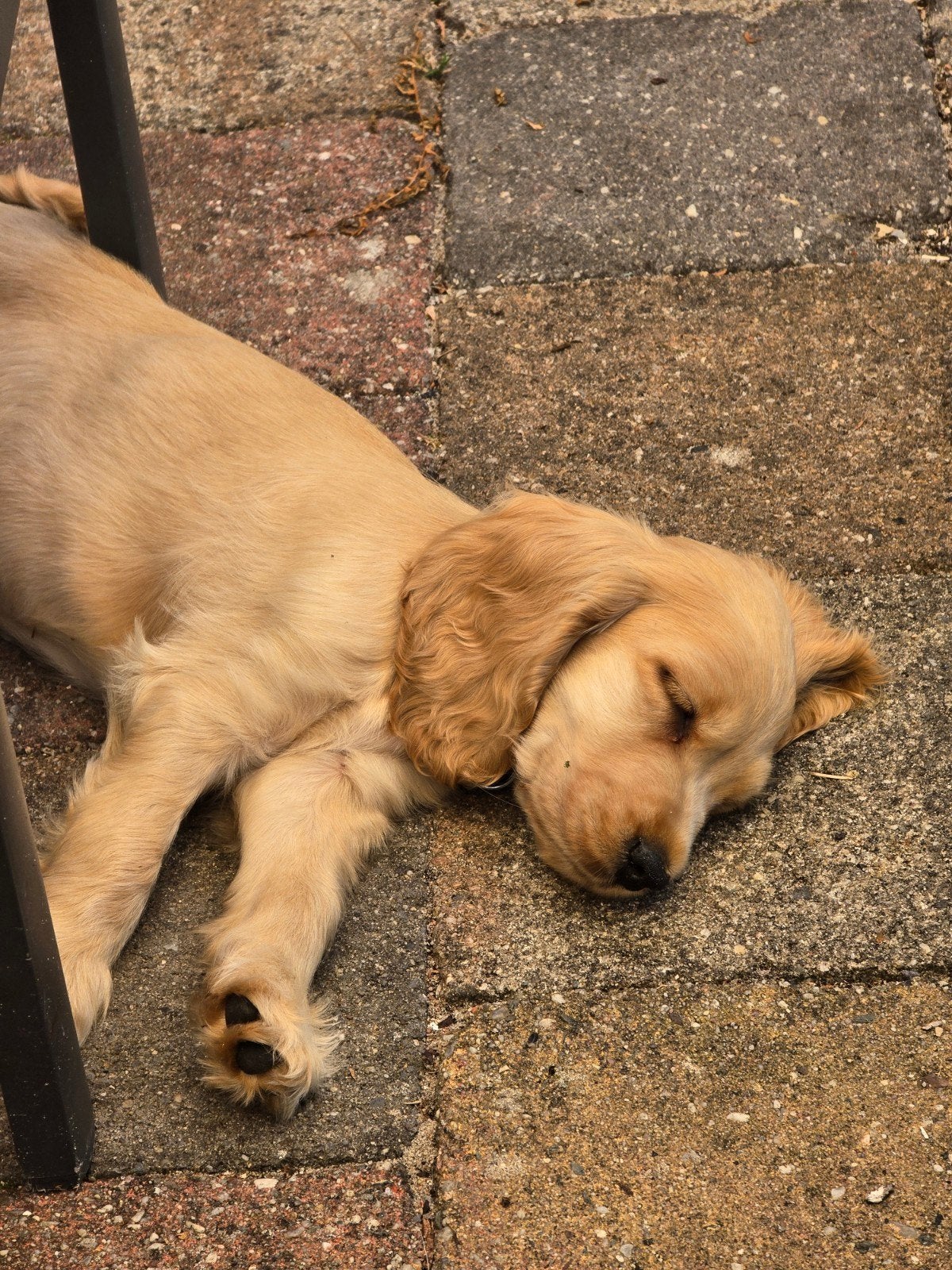 lieve aanhankelijke engelse cocker spaniel pup(reu), Dieren en Toebehoren, Honden | Retrievers, Spaniëls en Waterhonden, Reu, 8 tot 15 weken