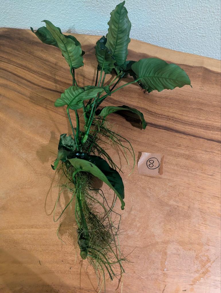 Anubias, Dieren en Toebehoren, Vissen | Aquaria en Toebehoren, Ophalen, Inclusief planten, Nieuw, Plant(en), Steen of Hout