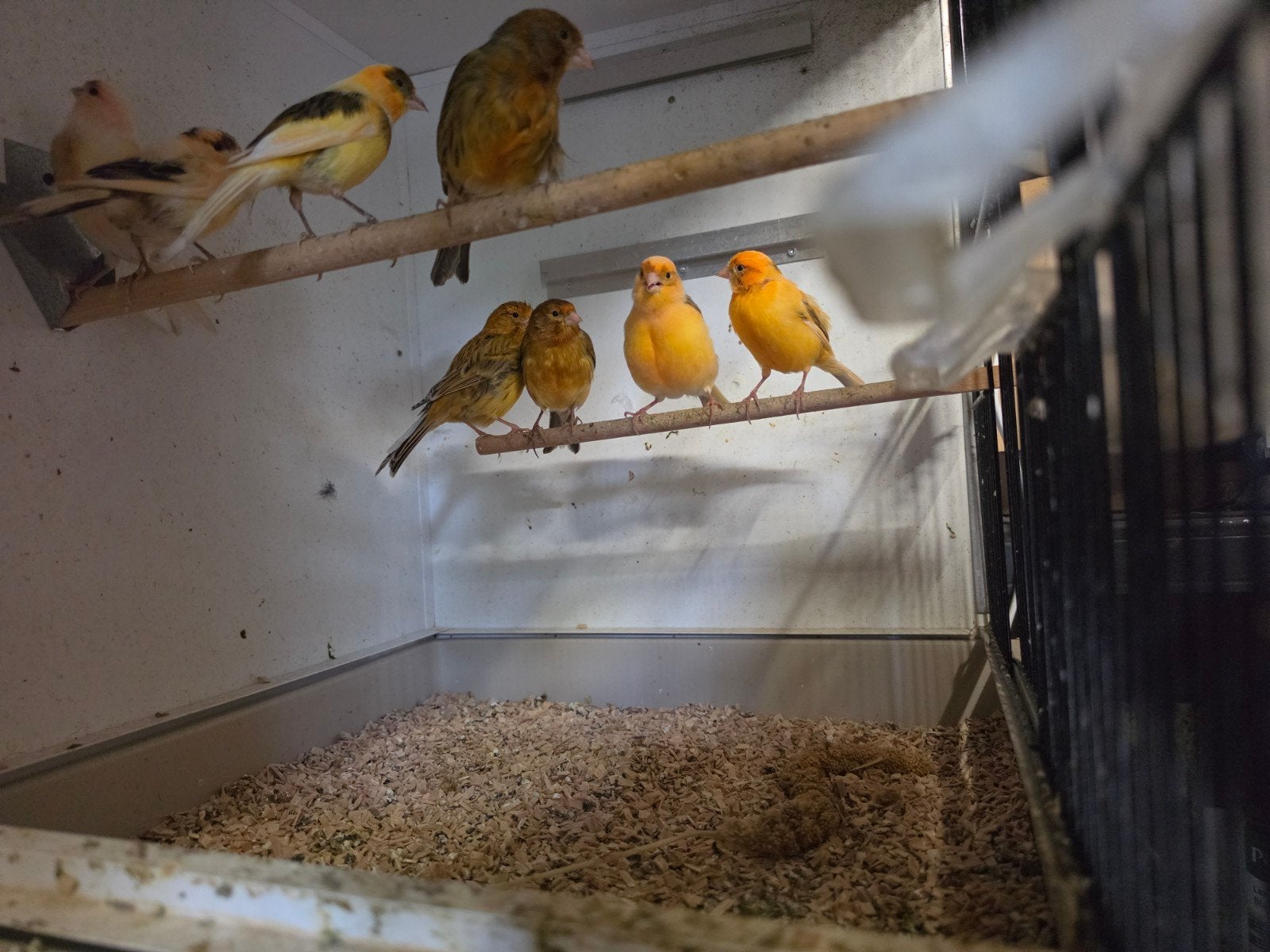 Harlekijn Kanaries, Meerdere dieren