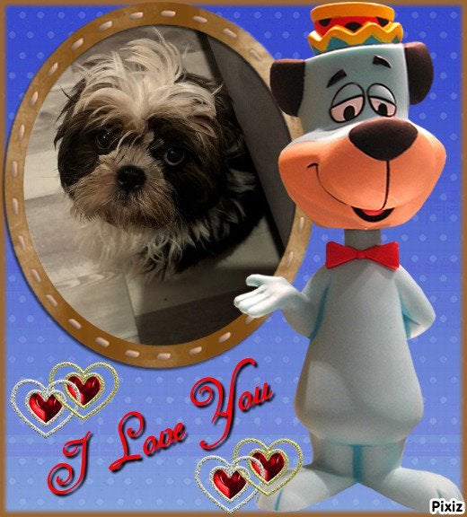 Shih Tzu 3/4 Boomer 1/4, Particulier, 15 weken tot 1 jaar, Overige rassen, Buitenland