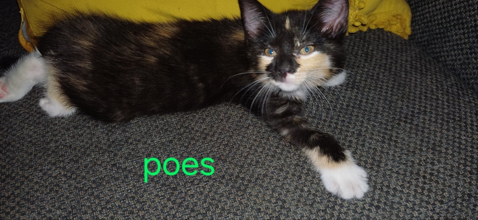 Kittens, Meerdere dieren