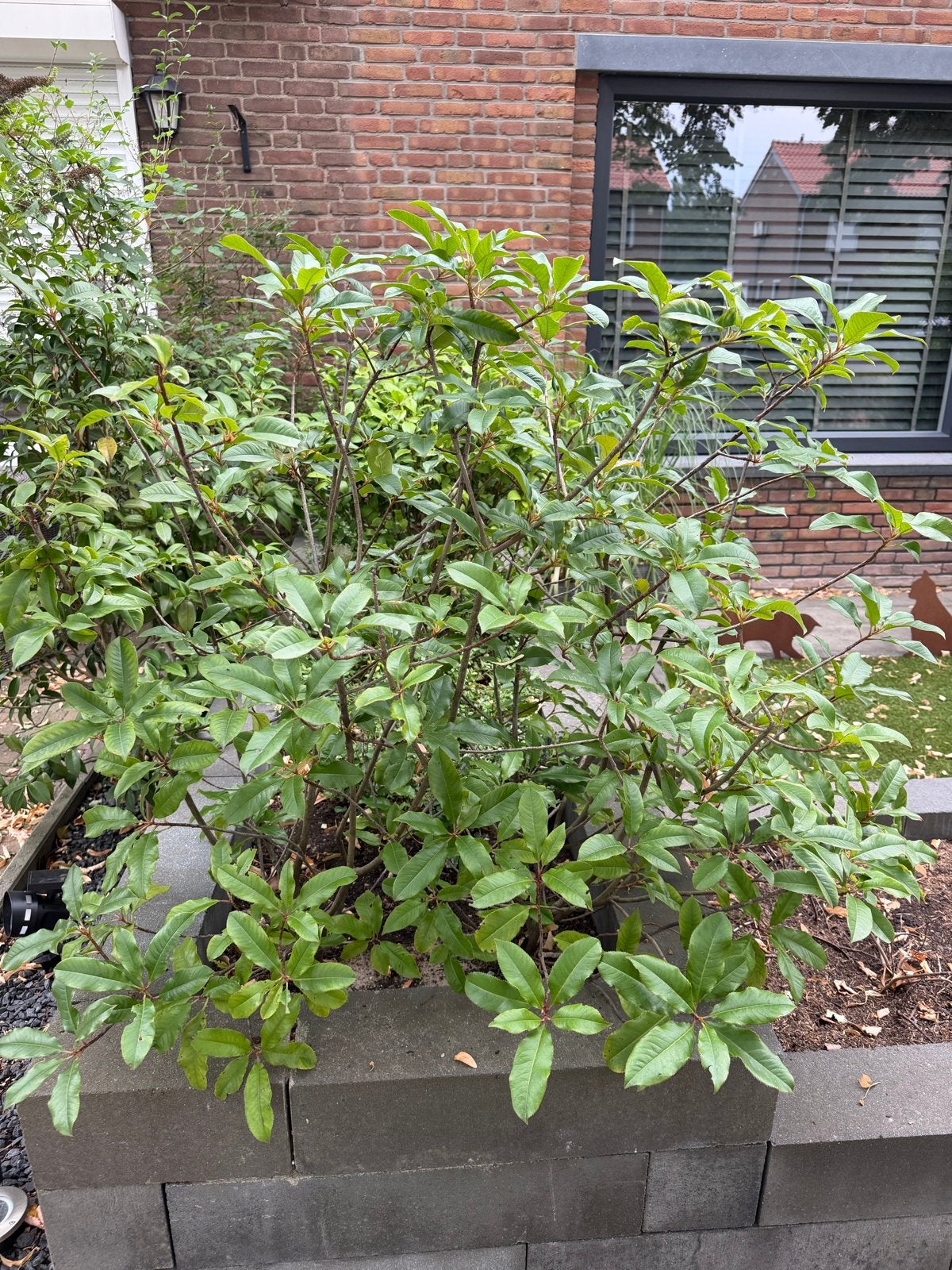 4x photinia fraseri red robin 100cm, Vaste plant, Bloeit niet, Halfschaduw, Ophalen
