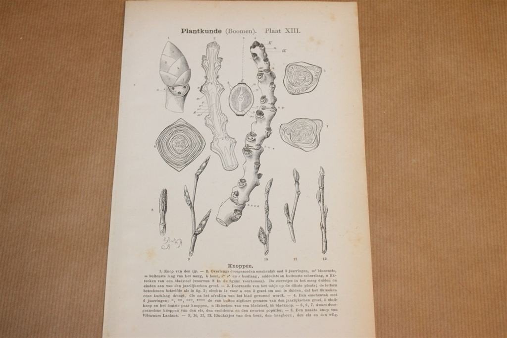 Antieke botanische prent - Knoppen van bomen - 1875 !!, Verzamelen, Ophalen of Verzenden, Voor 1940, Gebruikt, Overige onderwerpen