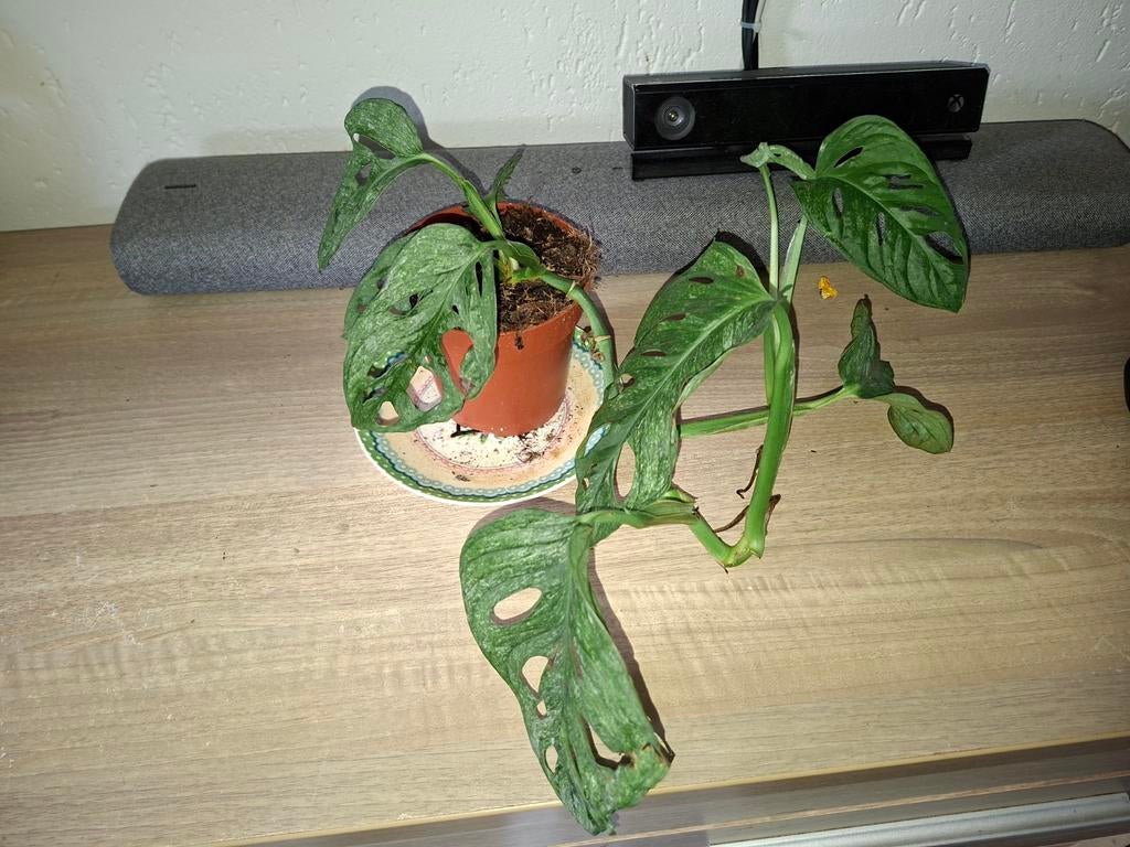 Monstera Adansonii - Apenblad, Huis en Inrichting, Kamerplanten, Ophalen, Overige soorten, Halfschaduw, In pot