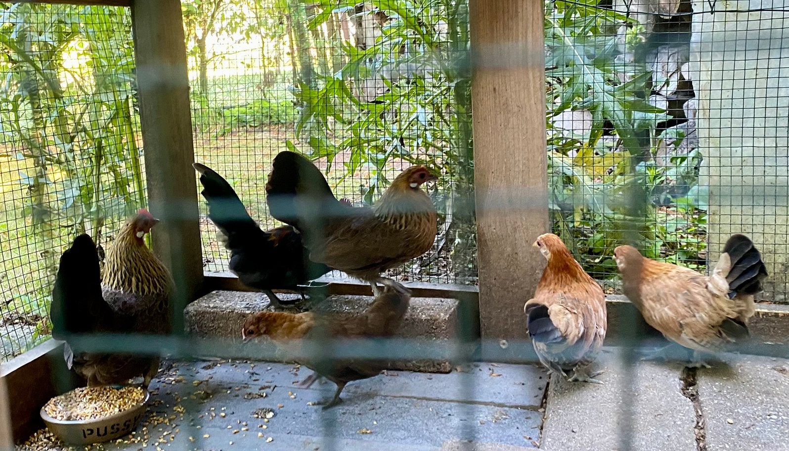 Hollandse krielen te koop, Dieren en Toebehoren, Pluimvee, Meerdere dieren, Kip