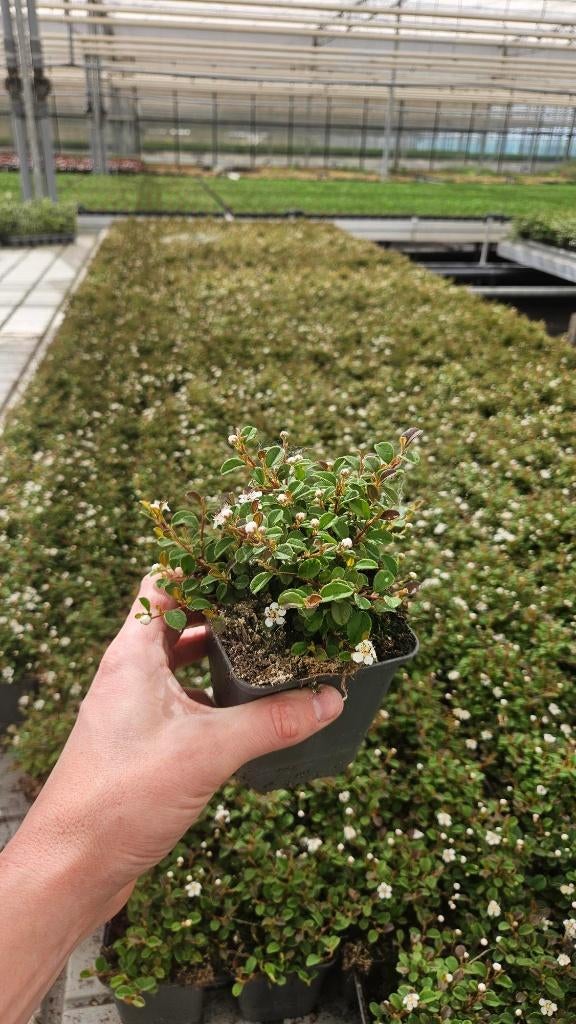 Cotoneaster Streibs Findling - dwergmispel - vaste plant, Tuin en Terras, Planten | Tuinplanten, Bodembedekkers, Volle zon, Vaste plant