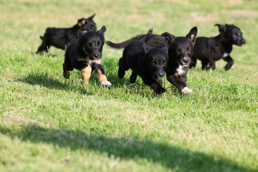 duitse herder pups /border collie pups / kruising, 8 tot 15 weken, Meerdere, Meerdere dieren, Herder