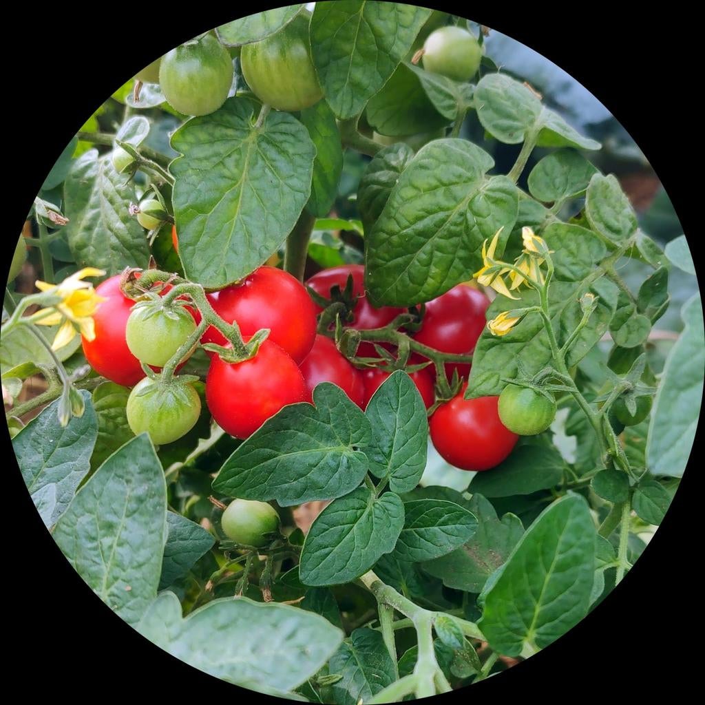 Tomaten plantjes Tiny Tim zoet smaakvol cherrytomaat, Ophalen, Volle zon, Eenjarig, Zomer