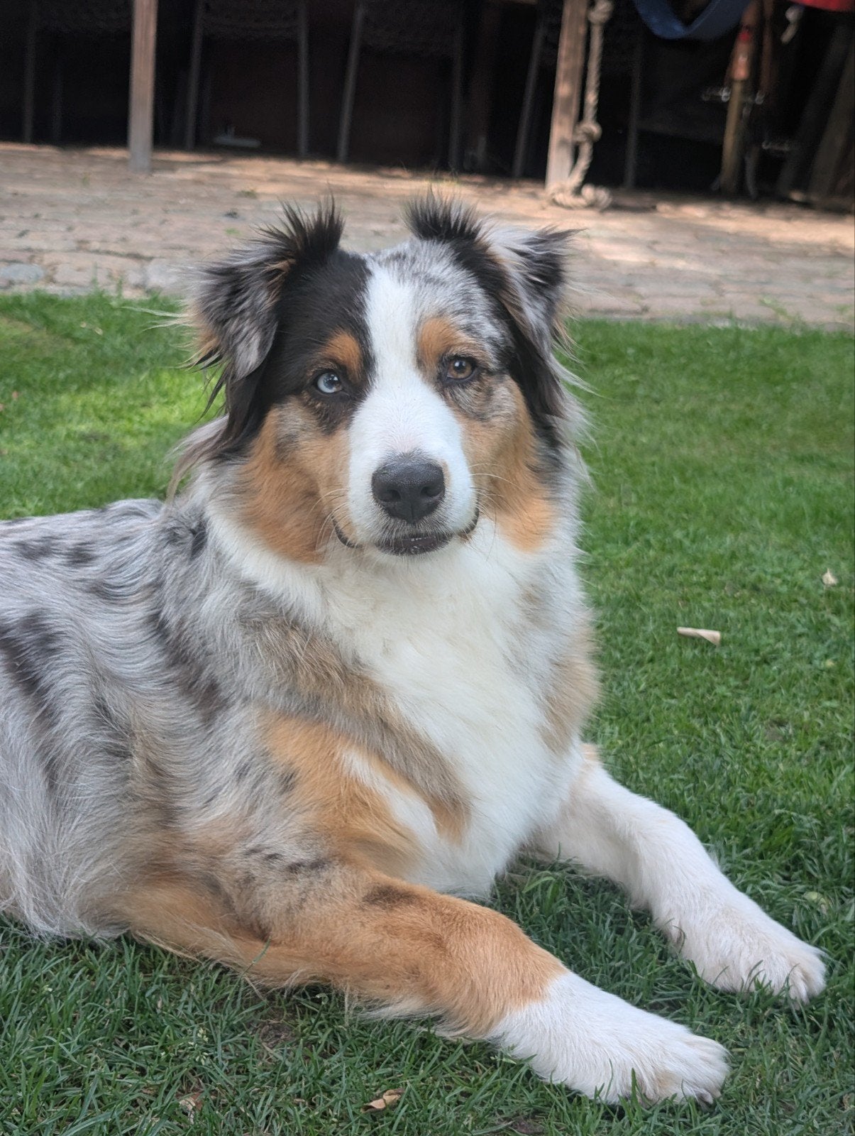 Verwacht nest Australian Shepherd pups, Dieren en Toebehoren, Honden | Herdershonden en Veedrijvers, Overige rassen, 8 tot 15 weken