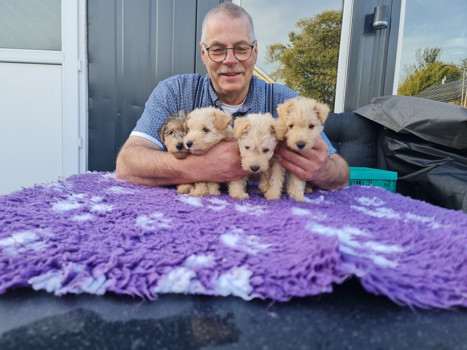 Mooie lakeland terriër pups van ervaren hobby fokker., CDV (hondenziekte), 8 tot 15 weken, Meerdere, Nederland