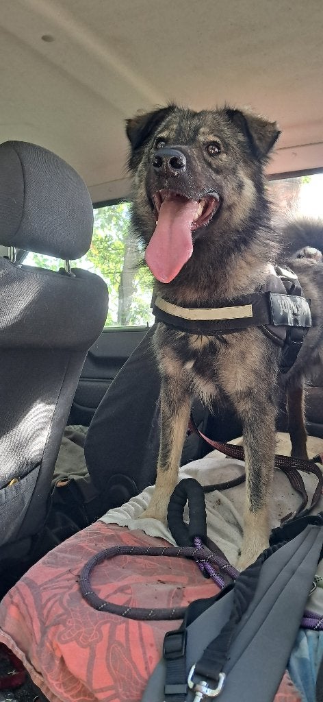 Ter adoptie gecastreerde reu 4 jaar, Dieren en Toebehoren, Parvo, Particulier, Reu, Buitenland