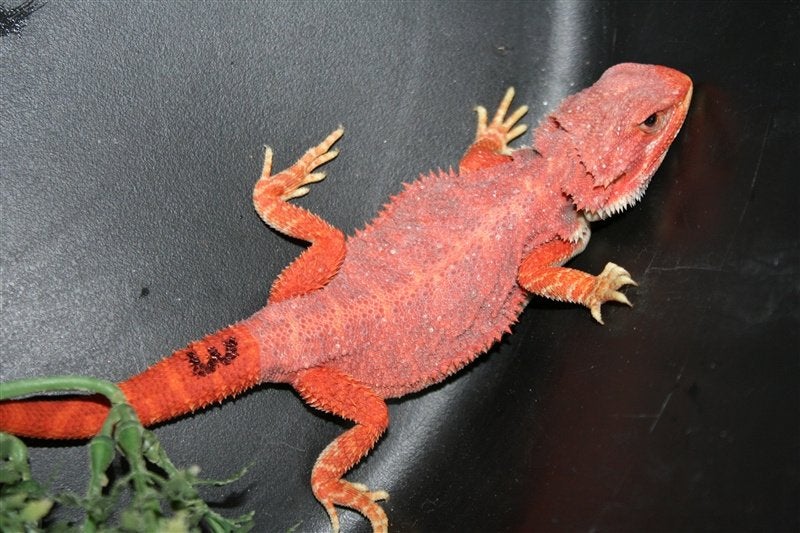 Baardagamen Bearded Dragons Red Bleu-tiger Hypo Trans Bearded Dragon photo 21