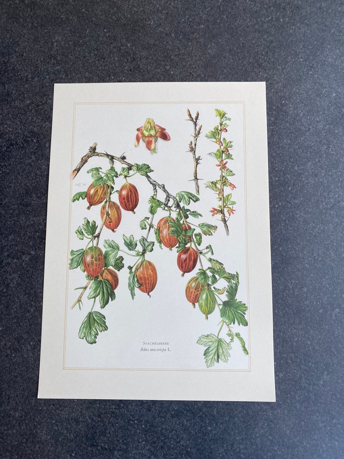 8  prenten struiken bramen / bessen  19x27 cm samen 16 euro, Antiek en Kunst, Ophalen of Verzenden, Natuur en Biologie