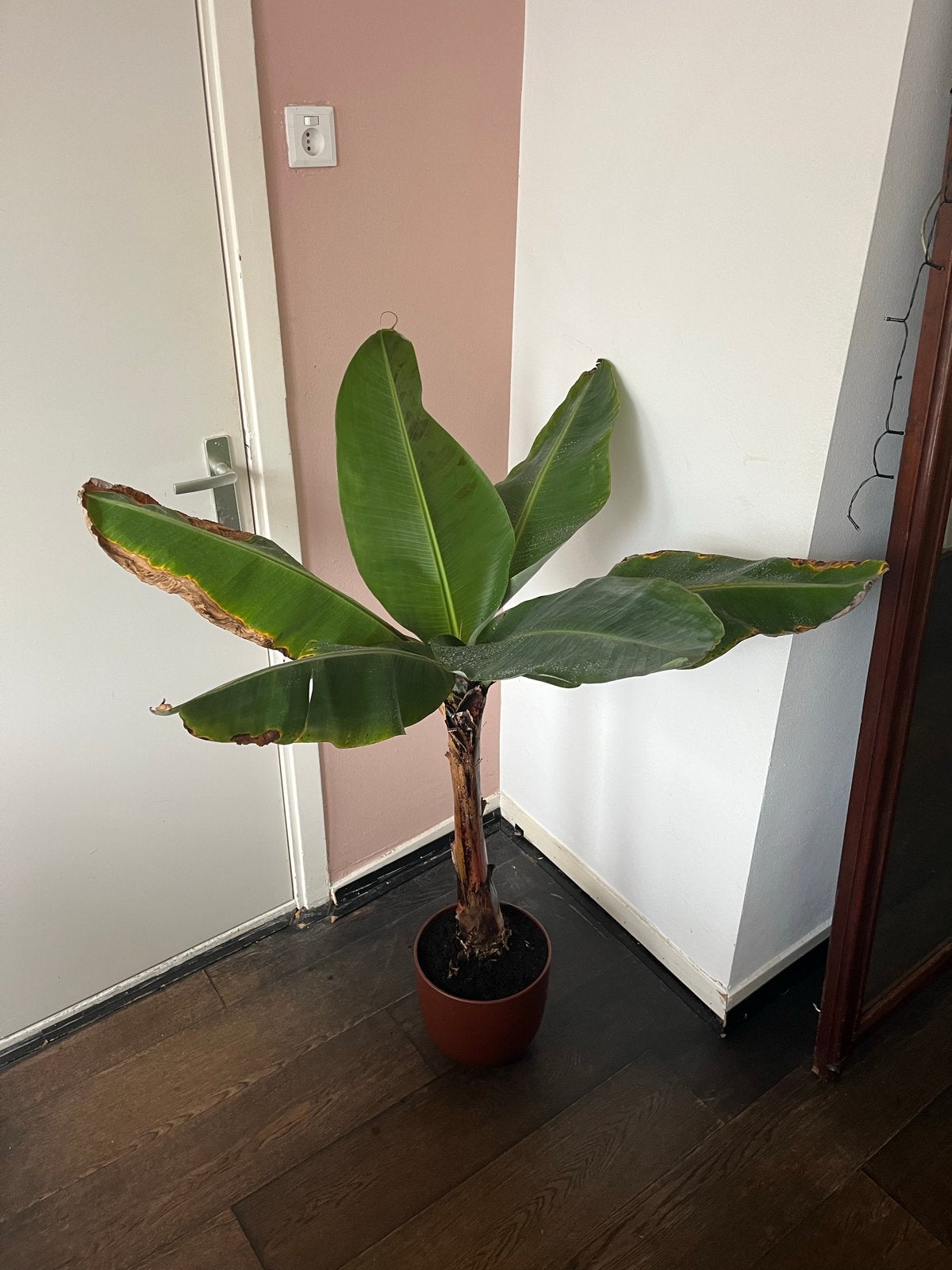 Mooie bananenboom palmboom inclusief pot, 130cm hoog, Tuin en Terras, Vaste plant, Bloeit niet, Halfschaduw, Ophalen