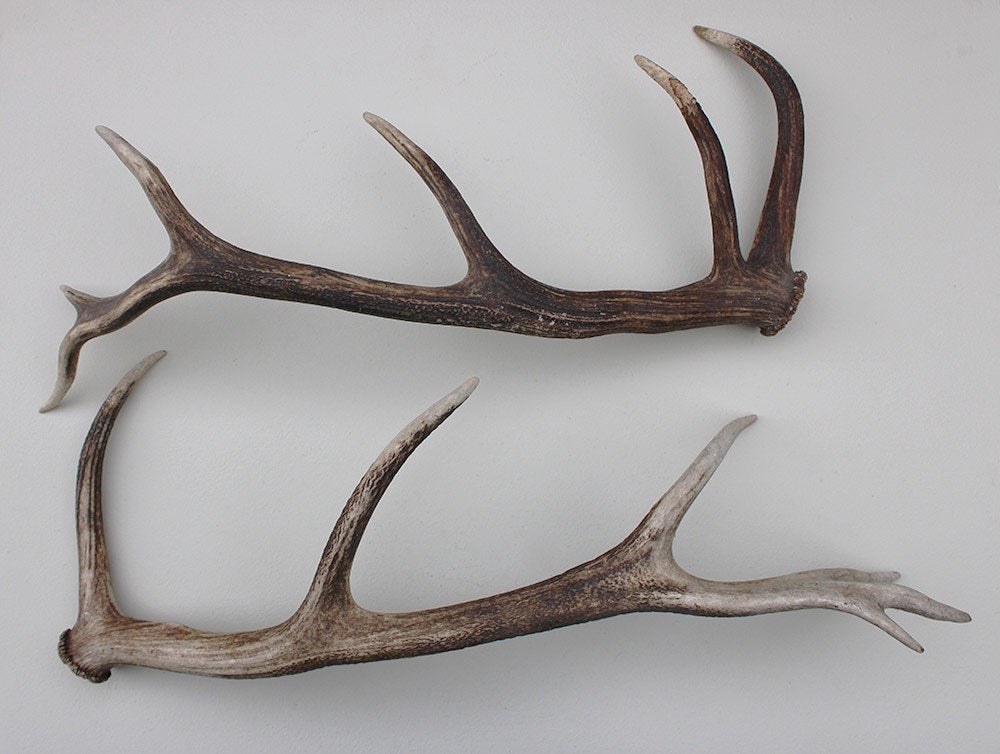 2 EDELHERT GEWEI STANGEN - geen paar - 80 cm - 2,5 kg