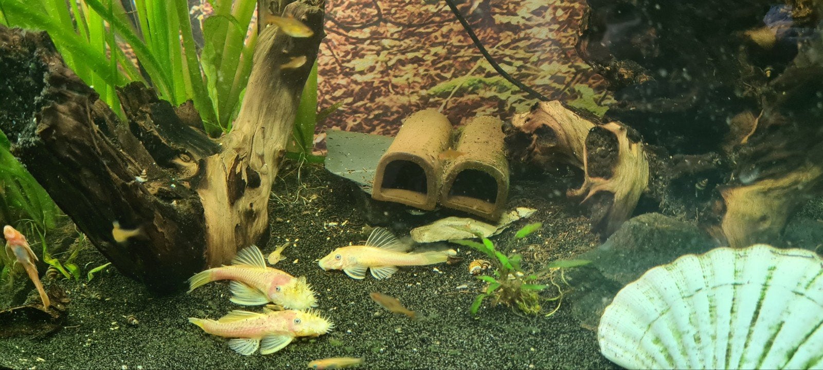 Te koop!
Kweekgroep L144 Blue eyes.
3 x man 1 x vrouw, Dieren en Toebehoren, Vis, Zoetwatervis