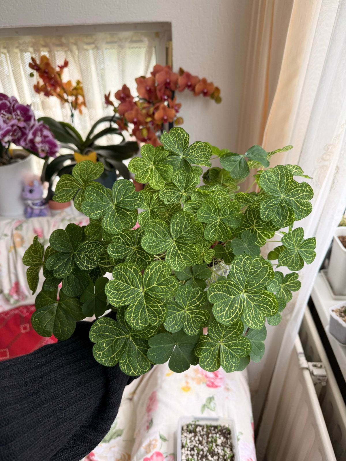 Oxalis corymbosa aureo retucilata variegated (knolletjes), Huis en Inrichting, Overige soorten, Minder dan 100 cm, Groene kamerplant