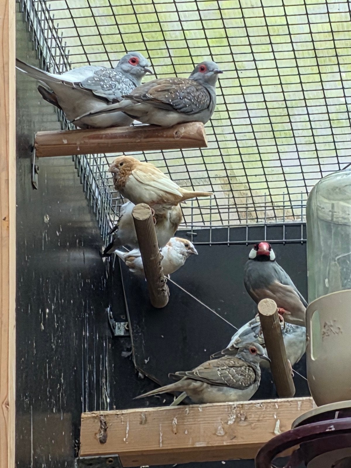 zang vogels, Dieren en Toebehoren, Meerdere dieren, Wildzangvogel, Geringd