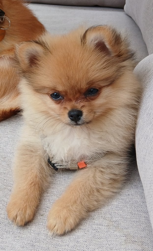 Pomeriaan pup, Keeshond, CDV (hondenziekte), 8 tot 15 weken, Teef